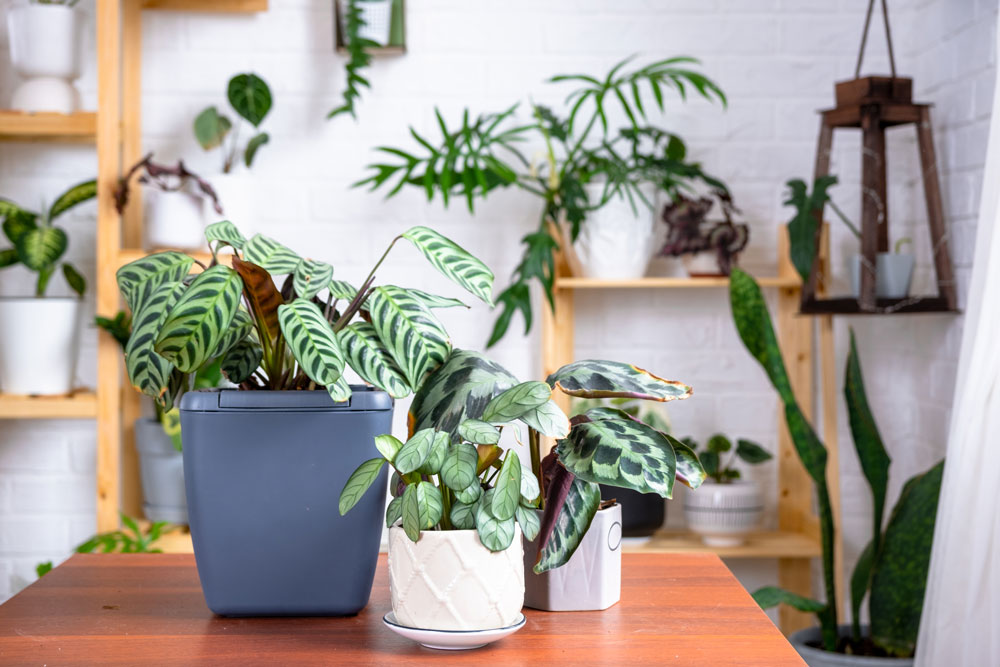 Floral, Plant and Garden