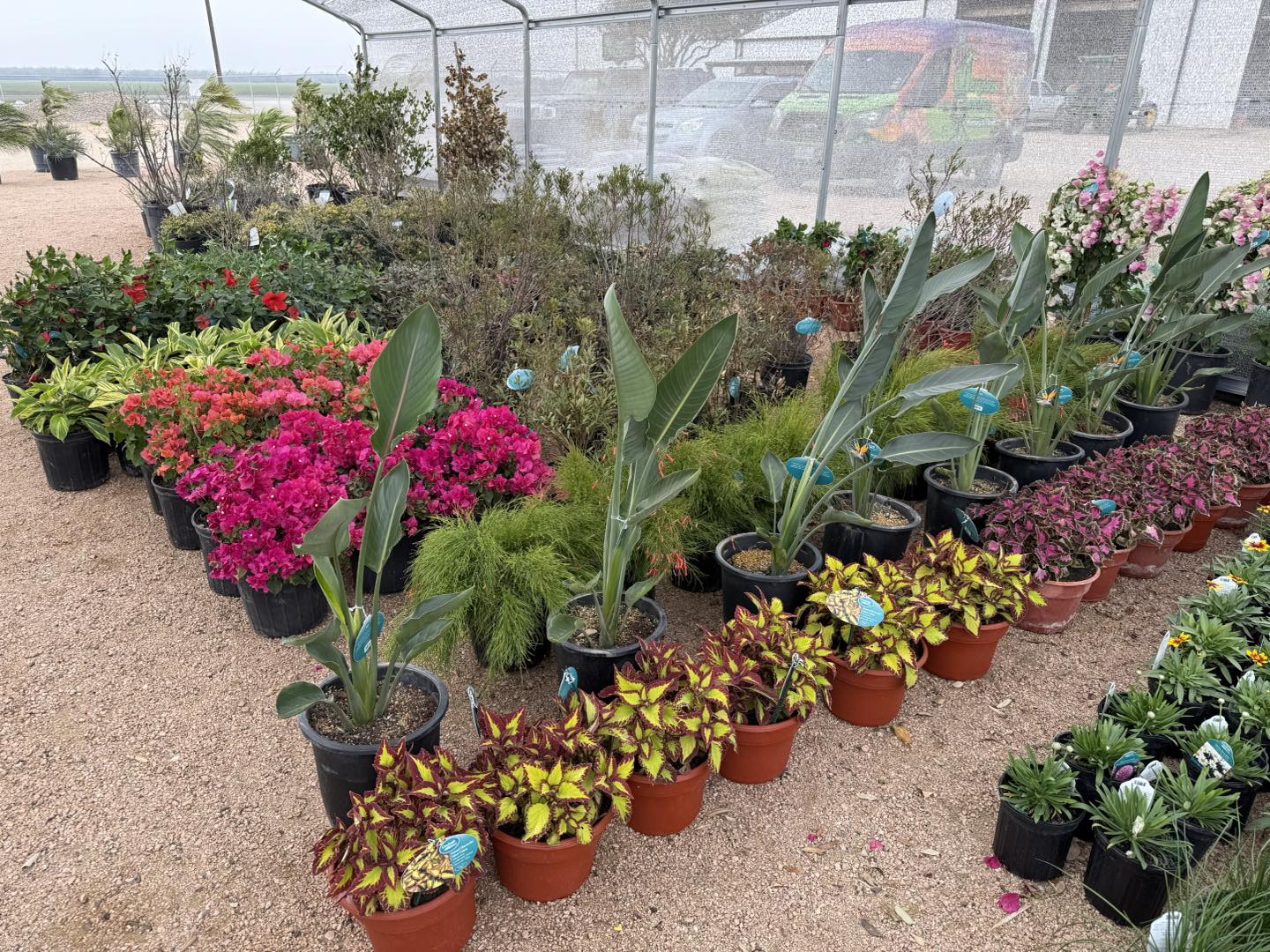 Floral, Plant and Garden